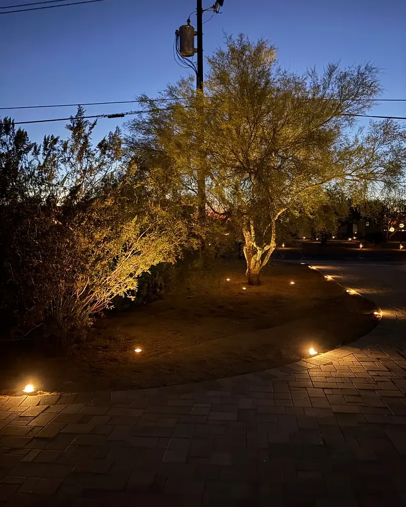 Uplit desert tree and path lights at dusk